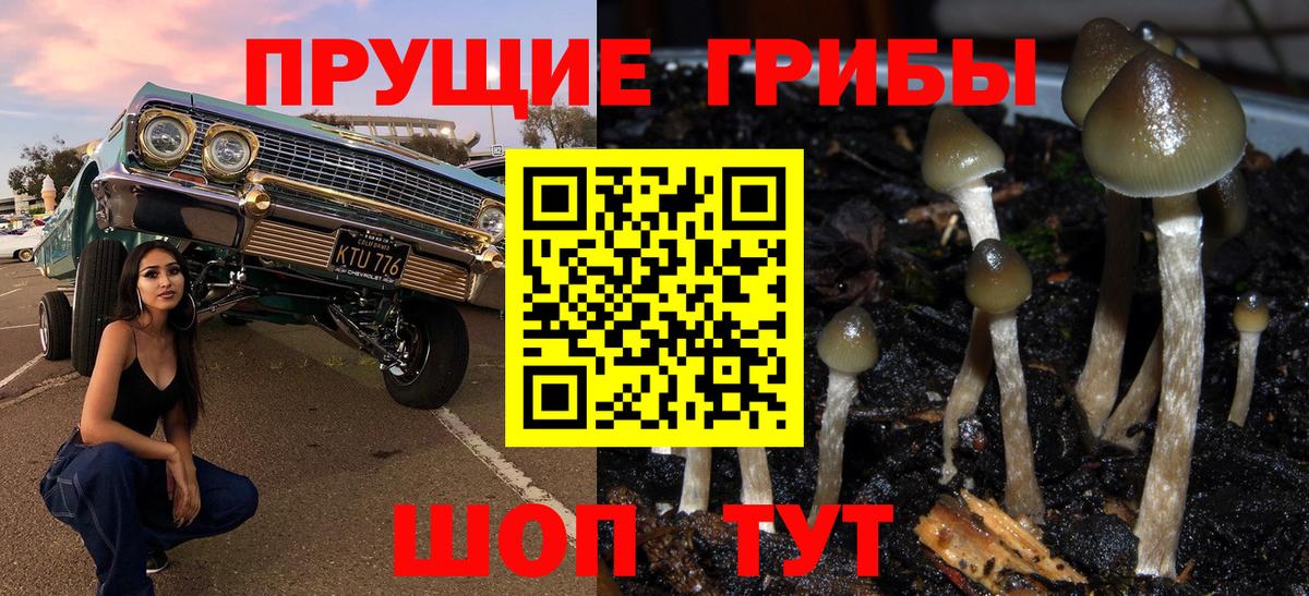 Курчатов  Псилоцибиновые грибы Psilocybine cubensis  Вход с VPN 